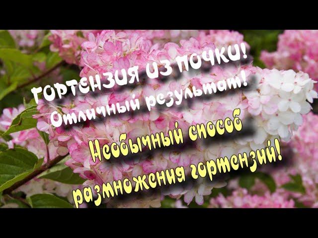 Гортензия из почки.