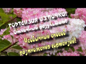 Гортензия из почки.