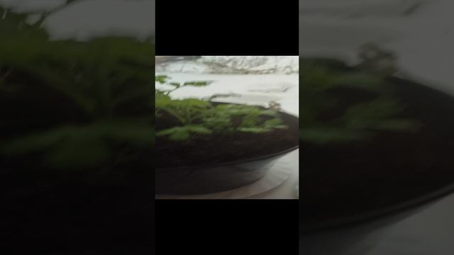 Обзор семян. Однолетние вьюнки. 
24 сотки с нуля в 41 год, исполнение Мечты!