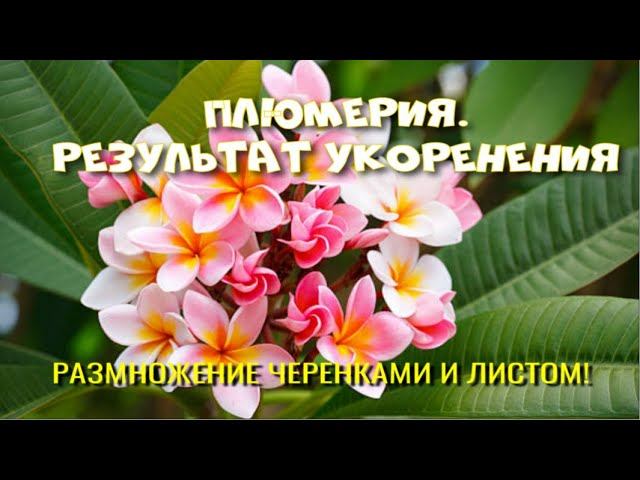 ПЛЮМЕРИЯ (ФРАНЖИПАНИ). РАЗМНОЖЕНИЕ ЧЕРЕНКАМИ И ЛИСТОМ.