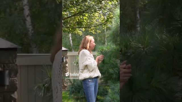 Сосна Шверина Витхорст.