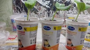 Прививка арбуза на лагенарию.