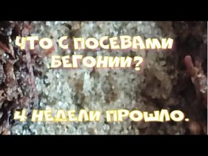 ВСХОДЫ БЕГОНИИ 2024.