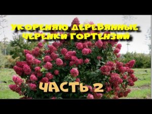 Гортензия. Размножение одревесневшими черенками. Часть2
