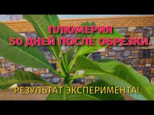 Плюмерия 50 дней после обрезки. Результат. Ч3.