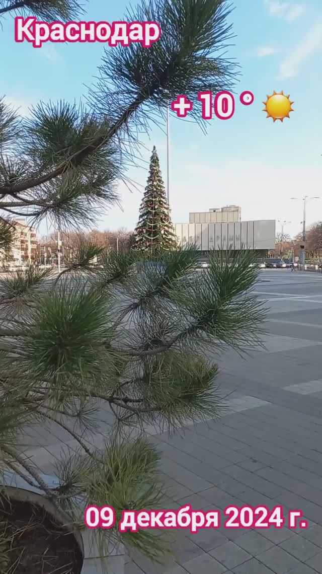 Краснодар - Центральная городская ёлка - 09 декабря 2024 г.