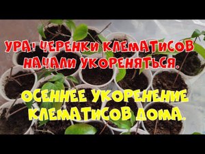 Осеннее укоренение клематиса дома. Первые резуьтаты. (Ч.2.)