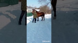 цыганские лошади