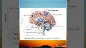 NEURAL CONTROL AND COORDINATION-6 #biology #ncert #neet #aiims #aiimsdelhi #animalphysiology