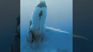 Как поёт горбатый кит?! 🐋