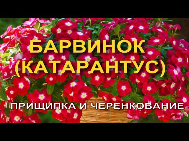БАРВИНОК (катарантус). ПРИЩИПКА, ЧЕРЕНКОВАНИЕ.