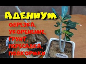 Адениум. Обрезка, размножение, укоренение, подкормки. (Ч.3)