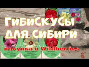Гибисусы из Widberris. Семена и саженцы. Обзор покупки.