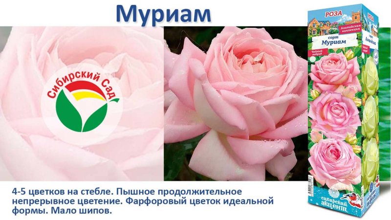 Роза Мириам (Чайно-гибридная) от Агрофирмы "Сибирский сад"