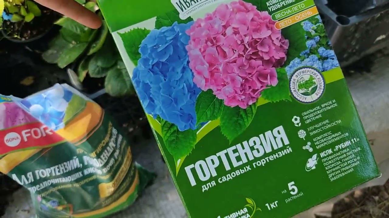 Гортензии. Важные подкормки перед цветением и обзор сортов