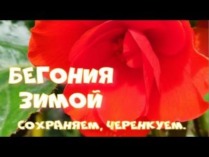 Бегонии зимой. Сохраняем, черенкуем.