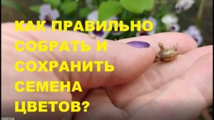 Как правильно собрать и сохранить семена цветов.