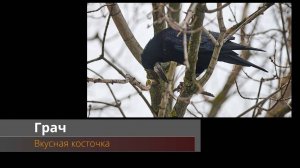 Грач с косточкой