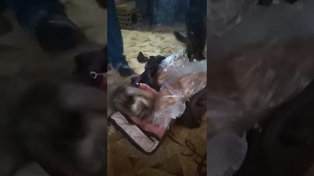 Делёжка копченого гуся