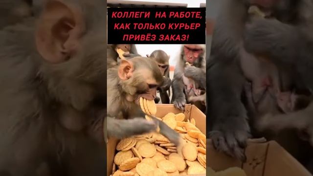 Когда с коллегами на работе заказали доставку еды #докторндн #пасхальвиварий #юмор #доставкаеды #раб
