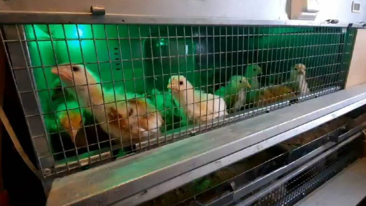 ПРАВИЛЬНЫЙ БРУДЕР с терморегулятором для любимых птенцов смотреть онлайн