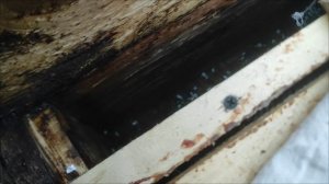 мышь в улье