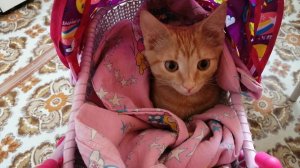 #shorts Кот спит в игрушечной коляске  Cat sleeps in the stroller