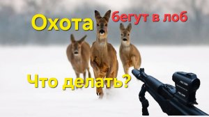 Охота на косулю,загон. На встречке.