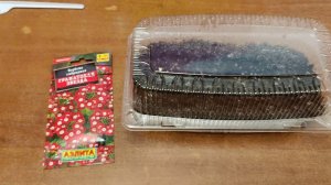 #ВЕРБЕНА ПОСЕВ. ПОМОГИТЕ РАЗОБРАТЬСЯ, КОГДА ВСХОДИТ ВЕРБЕНА!