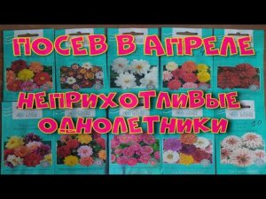 КРАСИВЫЕ И НЕПРИХОТЛИВЫЕ ОДНОЛЕТНИКИ. ГЕОРГИН И ЦИННИЯ ПОСЕВ.
