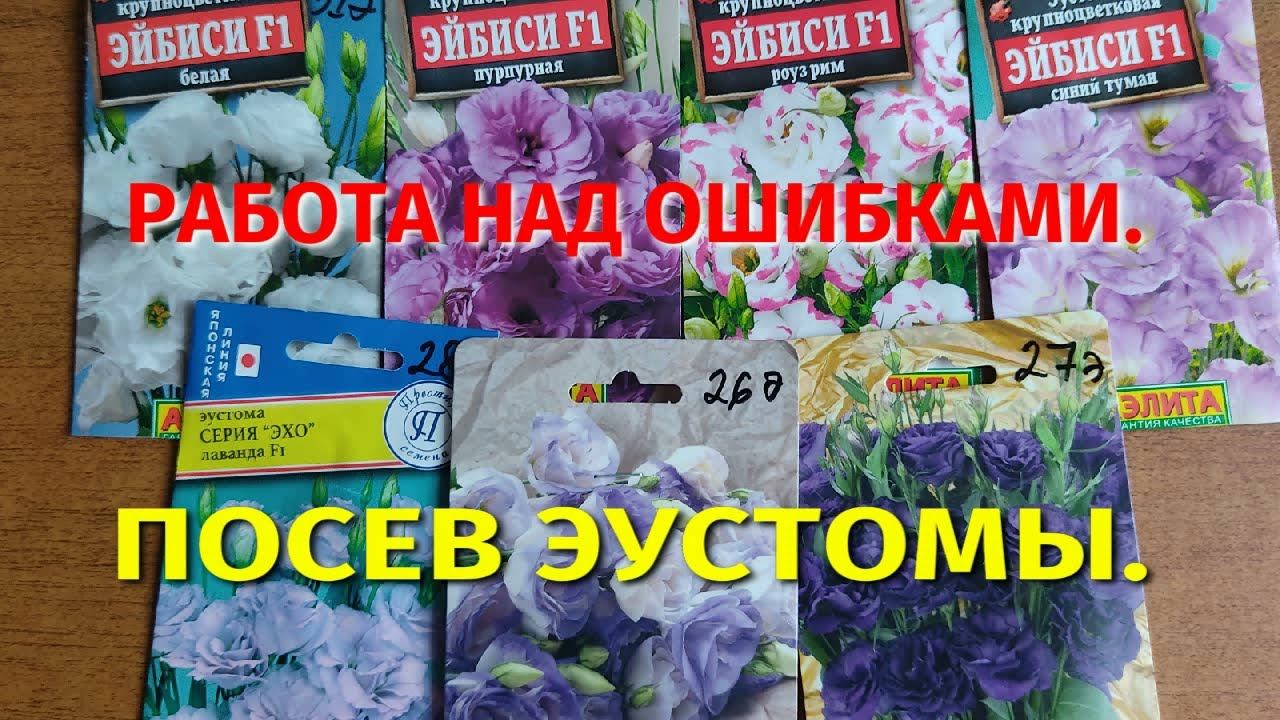 Посев эустомы.  Исправляем ошибки прошлого года