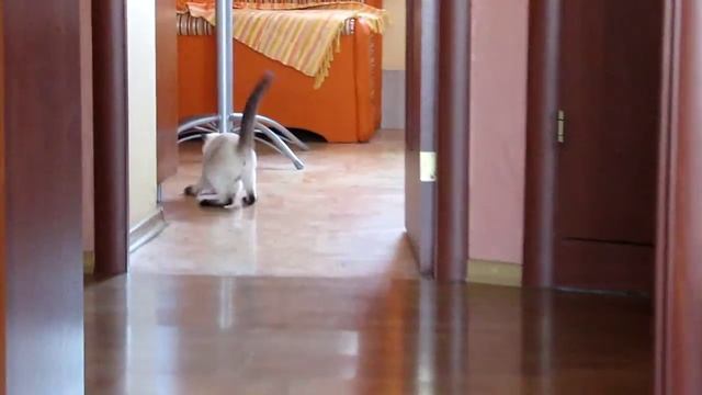 Апорт! смотреть онлайн