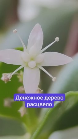 Денежное дерево расцвело. Ура