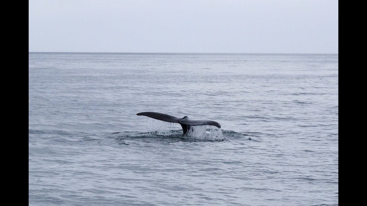 Путешествие на тёплую землю. Камчатка, август 2014, фильм четвёртый