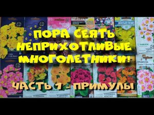 Неприхотливые многолетники из семян. Ч.1 - ПРИМУЛА