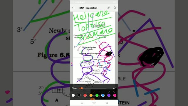 XII-Bio #DNA-Replication смотреть онлайн