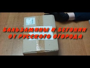 Бальзамини и элатиорки от Русского огорода