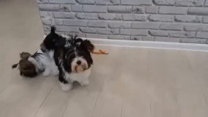 Бивер-йорк, 6 м, щенки играют