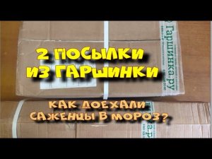 2 посылки из Гаршинки. Как доехали саженцы в мороз?