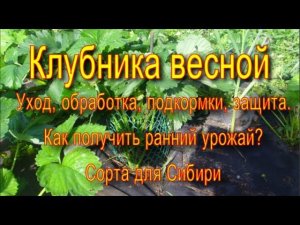 КЛУБНИКА ВЕСНОЙ. УХОД. ЗАЩИТА. ПОДКОРМКИ. СОРТА ДЛЯ СИБИРИ