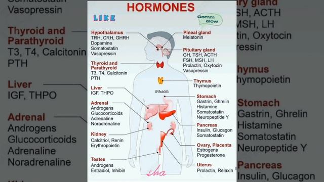 Glands And their Hormones