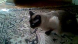 кошка кашляет как мужик
