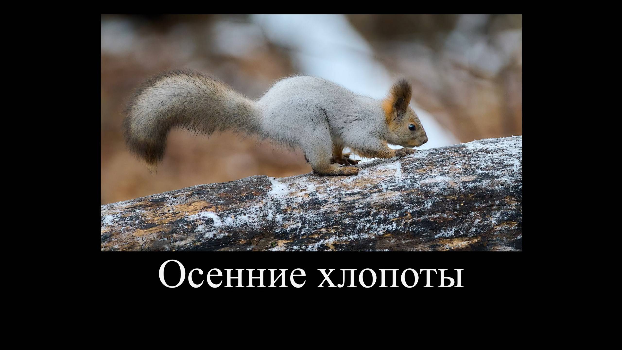 Осенние хлопоты