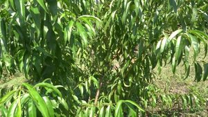 Формировка персика в кустовидной форме