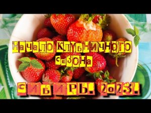 Начало клубничного сезона в Сибири
