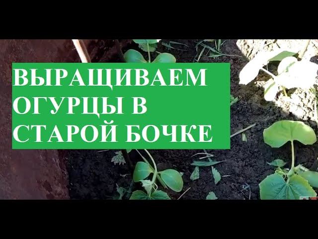 ОГУРЦЫ ВЫРАЩИВАНИЕ В СТАРОЙ БОЧКЕ!