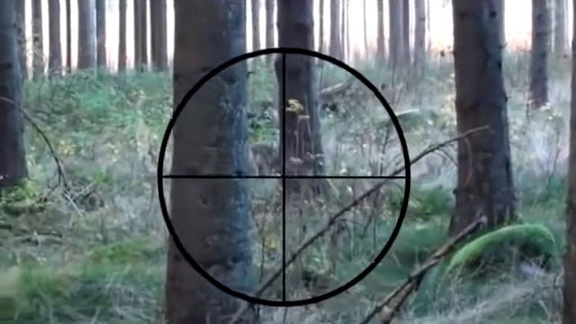 Wild boar hunting   Охота на кабана