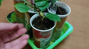 Зимовка бугенвиллей. Как сохранить растение?