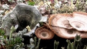 Записки Сибирского Натуралиста 2 сезон 12 серия (документальный сериал, 2005)