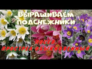 Подснежники в саду. Прострел из семян.